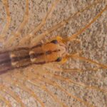 scutigera