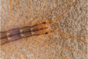 scutigera